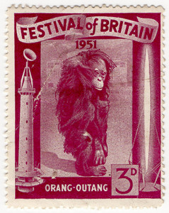 The Orang-Outang